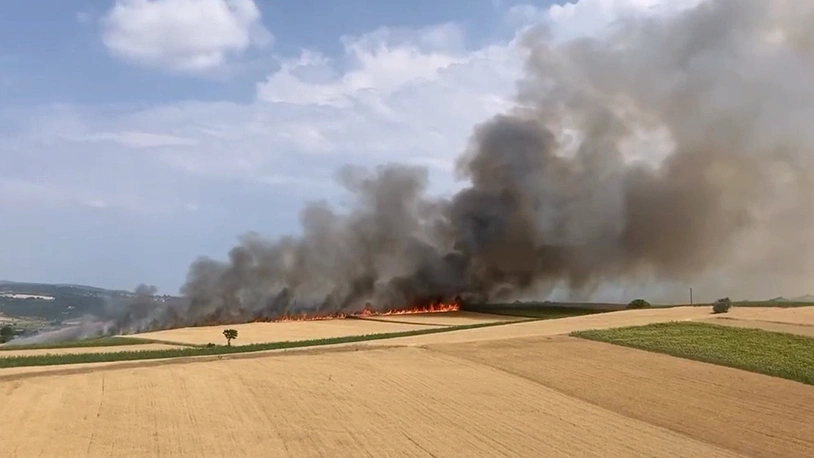 Akıma kapılan kuşlar yanarak düştü, 80 dönüm buğday kül oldu